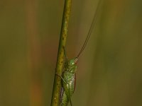 Conocephalus dorsalis 15, Spitskopje, Saxifraga-Luuk Vermeer