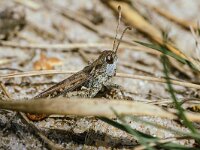 Myrmeleotettix maculatus 19, Knopsprietje, Saxifraga-Bart Heijne : 2024, Acrididae, Ede, Edesche heide, Myrmeleotettix maculatus, Orthoptera, augustus, insect, knopsprietje, veldsprinkhaan, zomer