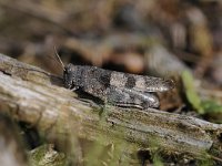 Oedipoda caerulescens 25, Blauwvleugelsprinkhaan, Saxifraga-Luuk Vermeer