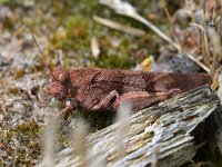 Oedipoda caerulescens 29, Blauwvleugelsprinkhaan, Saxifraga-Tom Heijnen