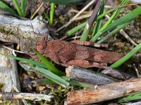 Oedipoda caerulescens 30, Blauwvleugelsprinkhaan, Saxifraga-Tom Heijnen