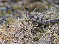 Oedipoda caerulescens 34, Blauwvleugelsprinkhaan, Saxifraga-Tom Heijnen