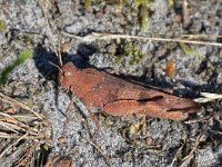 Oedipoda caerulescens 35, Blauwvleugelsprinkhaan, Saxifraga-Tom Heijnen