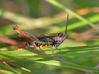Omocestus rufipes 12, Zwart wekkertje, Saxifraga-Tom Heijnen
