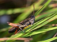 Omocestus rufipes 13, Zwart wekkertje, Saxifraga-Tom Heijnen