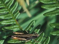 Omocestus rufipes 3, Zwart wekkertje, Saxifraga-Robert Ketelaar