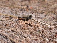 Omocestus rufipes 6, Zwart wekkertje, male, Saxifraga-Jaap Bouwman