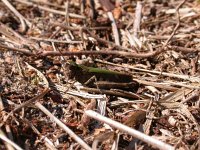 Omocestus rufipes 7, Zwart wekkertje, female, Saxifraga-Jaap Bouwman