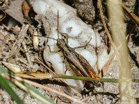 Omocestus rufipes 9, Zwart wekkertje, male, Saxifraga-Bart Heijne : 2024, Acrididae, Ede, Edesche heide, Omocestus rufipes, Orthoptera, augustus, insect, negertje, veldsprinkhaan, zomer, zwart wekkertje