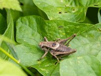 Pholidoptera griseoaptera 7, Bramensprinkhaan, Saxifraga-Bart Heijne : 2024, Kekerdom, Millingerwaard, Orthoptera, Pholidoptera griseoaptera, bramensprinkhaan, insect, juli, man, sabelsprinkhaan, zomer