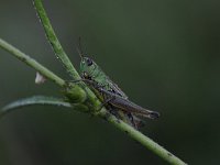 Pseudochorthippus parallelus 12, Krasser, Saxifraga-Luuk Vermeer