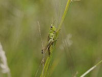 Pseudochorthippus parallelus 5, Krasser, Saxifraga-Luuk Vermeer