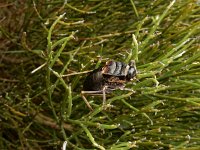 Pycnogaster jugicola 2, Saxifraga-Ed Stikvoort