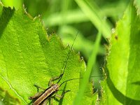 Roeseliana roeselii 3, Greppelsprinkhaan, Saxifraga-Ben Delbaere