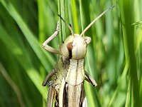 Stethophyma grossum 39, Moerassprinkhaan, Saxifraga-Ben Delbaere  IICSA   II