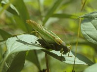 Tettigonia viridissima 10, Grote groene sabelsprinkhaan, male, Saxifraga-Pieter van Breugel