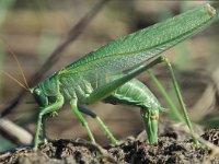 Tettigonia viridissima 14, Grote groene sabelsprinkhaan, laying eggs, Saxifraga-Edo van Uchelen