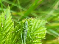 Tettigonia viridissima 39, Grote groene sabelsprinkhaan, Saxifraga-Ben Delbaere