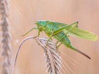 Great green bush-cricket  Great green bush-cricket (Tettigonia viridissima) perched on twig in grain field. : Bug, Netherlands, Tettigonia, achterhoek, animal, antenna, antennae, background, big, biology, bush, close-up, closeup, common, creature, cricket, cricket insect, detail, entomology, fauna, female, gelderland, grasshopper, great, great green bush-cricket, green, hopper, huge, insect, isolated, jumper, katydid, large, locust, macro, nature, plant, summer, tettigonia viridissima, tettigoniidae, viridissima, wild, wilderness, wildlife, wings