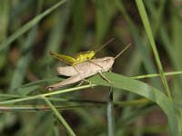 Chrysochraon dispar 10, Gouden sprinkhaan, female and male, Saxifraga-Paul Westrich