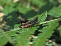 Omocestus rufipes 1, Zwart wekkertje, Saxifraga-Robert Ketelaar