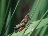 Omocestus rufipes 4, Zwart wekkertje, Saxifraga-Robert Ketelaar