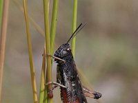 Omocestus rufipes 5, Zwart wekkertje, Saxifraga-Rutger Barendse