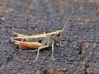 Omocestus rufipes 8, Zwart wekkertje, Saxifraga-Tom Heijnen