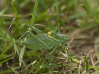 Polysarcus denticauda 3, Dikbuiksprinkhaan, male, Saxifraga-Paul Westrich