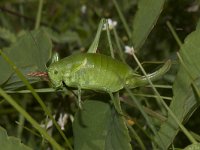 Polysarcus denticauda 4, Dikbuiksprinkhaan, female, Saxifraga-Paul Westrich