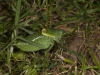 Polysarcus denticauda 5, Dikbuiksprinkhaan, male, Saxifraga-Paul Westrich