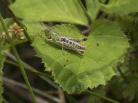 Pseudochorthippus paralellus 3, Krasser, Saxifraga-Willem van Kruijsbergen