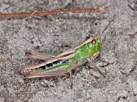 Pseudochorthippus parallelus 2, Krasser, female, Saxifraga-Ab H Baas