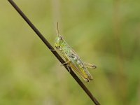 Pseudochorthippus parallelus 4, Krasser, Saxifraga-Luuk Vermeer