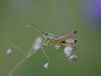 Pseudochorthippus parallelus 7, Krasser, Saxifraga-Luuk Vermeer