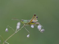 Pseudochorthippus parallelus 8, Krasser, Saxifraga-Luuk Vermeer