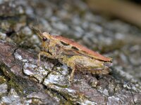 Tetrix undulata 01 #00932 : Tetrix undulata, Common ground-hopper, Gewoon doorntje, vrouwtje