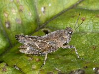Tetrix undulata #03925 Stegeren : Tetrix undulata, Common ground-hopper, Gewoon doorntje, mannetje