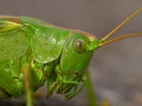 Tettigonia viridissima 12, Grote groene sabelsprinkhaan, Foto Fitis-Sytske Dijksen