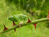 Tettigonia viridissima 13, Grote groene sabelsprinkhaan, Saxifraga-Mark Zekhuis