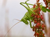 The Great Green Bush-Cricket  Great Green Bush-Cricket (Tettigonia viridissima) against white : Tettigonia, animal, atmosphere, beautiful, beauty, big, biology, black, bush, bush-cricket, climbing, close up, closeup, colorful, colors, crawl, creepy, cricket, entomology, environment, forest, grasshopper, great, green, insect, invertebrate, leaf, macro, meadow, mood, natural, nature, outdoor, plant, red, summer, through, vegetation, viridissima, wild animal, wilderness, wildlife, yellow, zoology