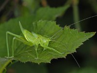 Tettigonia viridissima 18, Grote groene sabelsprinkhaan, Saxifraga-Ab H Baas