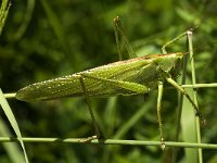 Tettigonia viridissima 2, Grote groene sabelsprinkhaan, Saxifraga-Jan van der Straaten