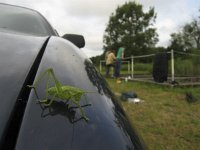 Tettigonia viridissima 21, Grote groene sabelsprinkhaan, Saxifraga-Rob Felix : Animalia, Arthropoda, Insecta, Jaap Bouwman, Mark Zekhuis, Orthoptera, Personen, Robert Ketelaar, animal, arthropod, dier, dieren, geleedpotige, geleedpotigen, grasshopper, insect, insecten, krekel, mensen, people, sprinkhaan, sprinkhanen en krekels