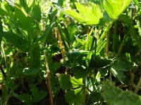 Tettigonia viridissima 23, Grote groene sabelsprinkhaan, Saxifraga-Rudmer Zwerver