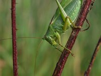 Tettigonia viridissima 24, Grote groene sabelsprinkhaan, Saxifraga-Rudmer Zwerver