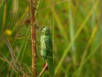 Tettigonia viridissima 25, Grote groene sabelsprinkhaan, Saxifraga-Rudmer Zwerver