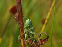 Tettigonia viridissima 26, Grote groene sabelsprinkhaan, Saxifraga-Rudmer Zwerver