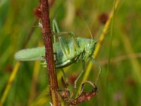 Tettigonia viridissima 27, Grote groene sabelsprinkhaan, Saxifraga-Rudmer Zwerver