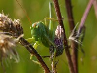 Tettigonia viridissima 28, Grote groene sabelsprinkhaan, Saxifraga-Rudmer Zwerver